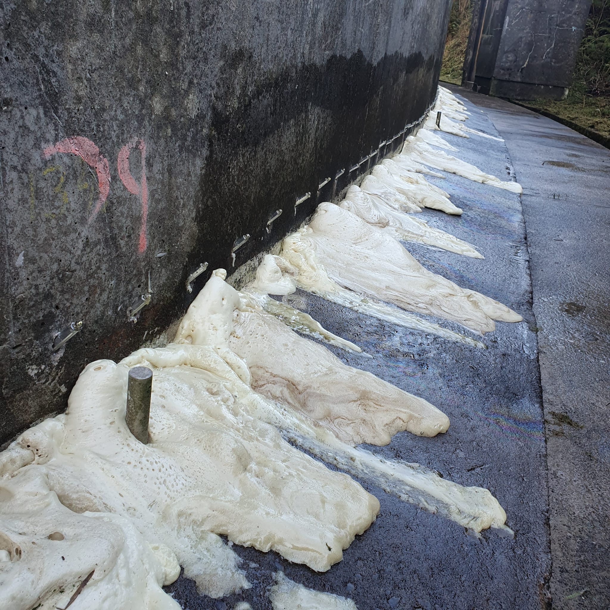 Foamy beige substance oozing and spreading along the base of a concrete wall with metal stakes embedded, next to a wet paved pathway.
