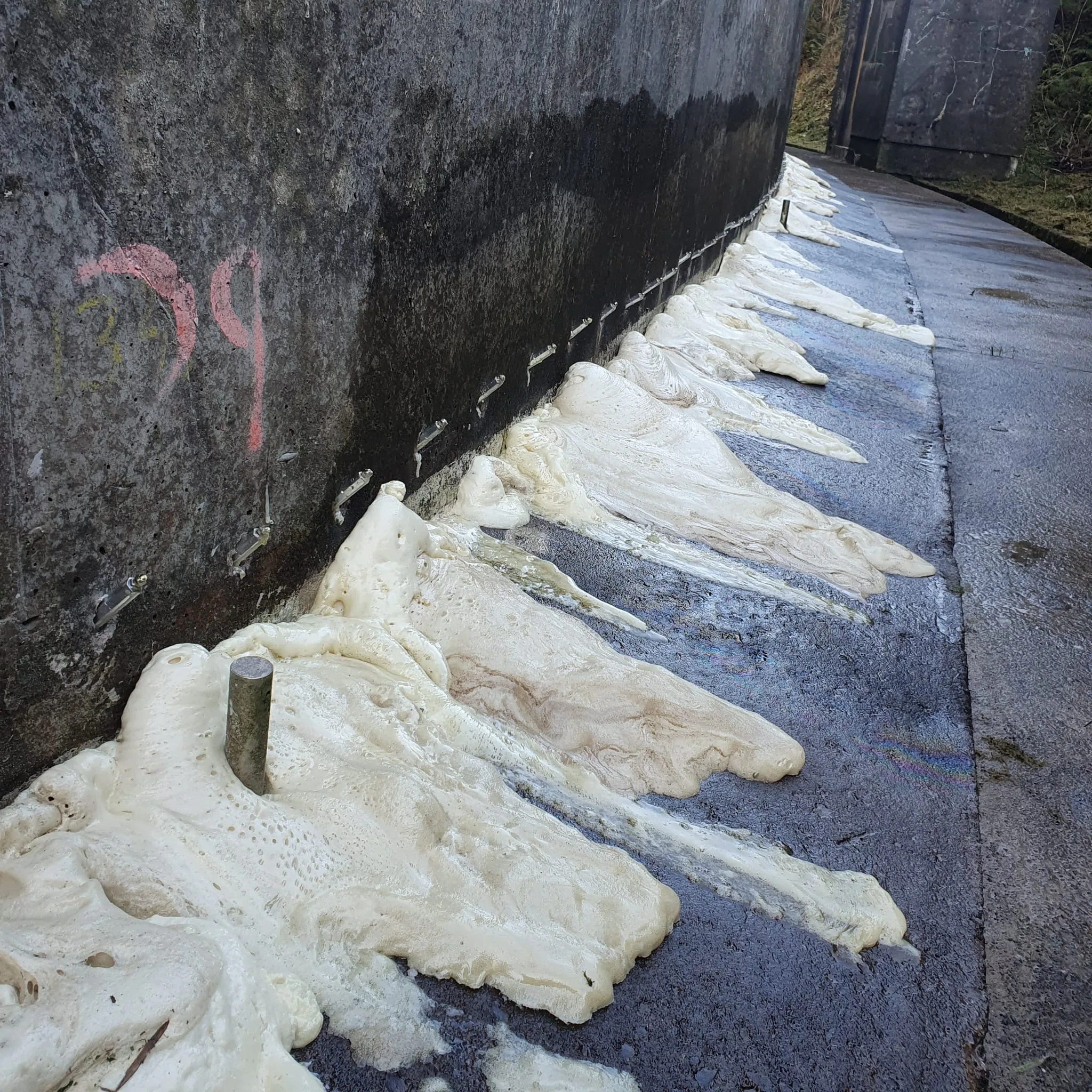 Foamy beige substance oozing and spreading along the base of a concrete wall with metal stakes embedded, next to a wet paved pathway.